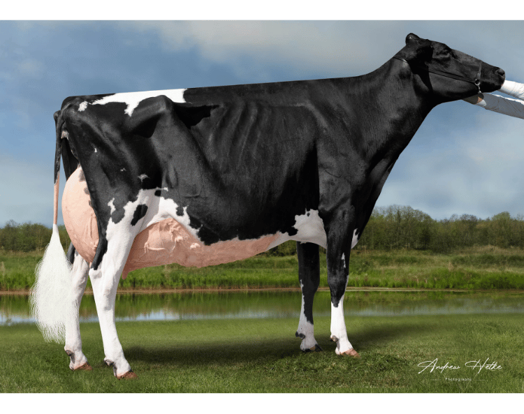 Star of the Breed Budjon-Vail Drm Sunshine-ET