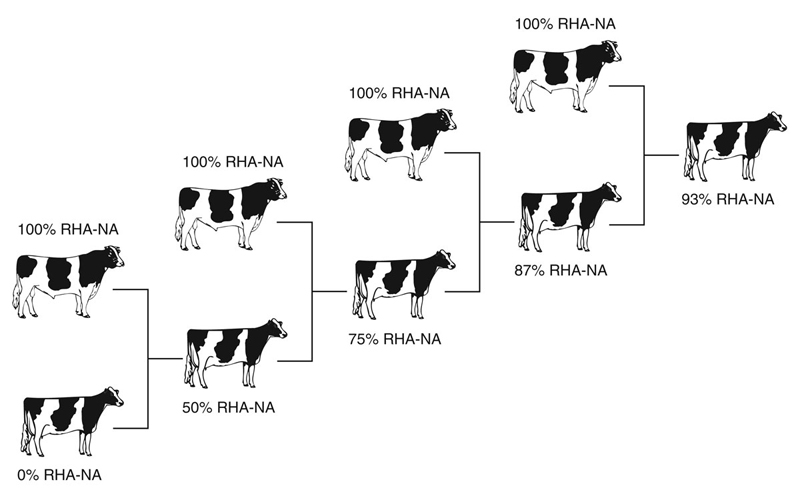 Registered Holstein Ancestry