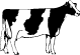 True Type Holstein Cow